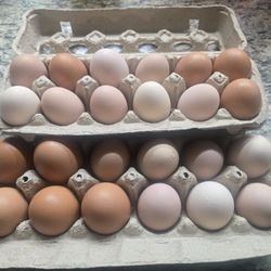 Fresh Chicken Eggs 