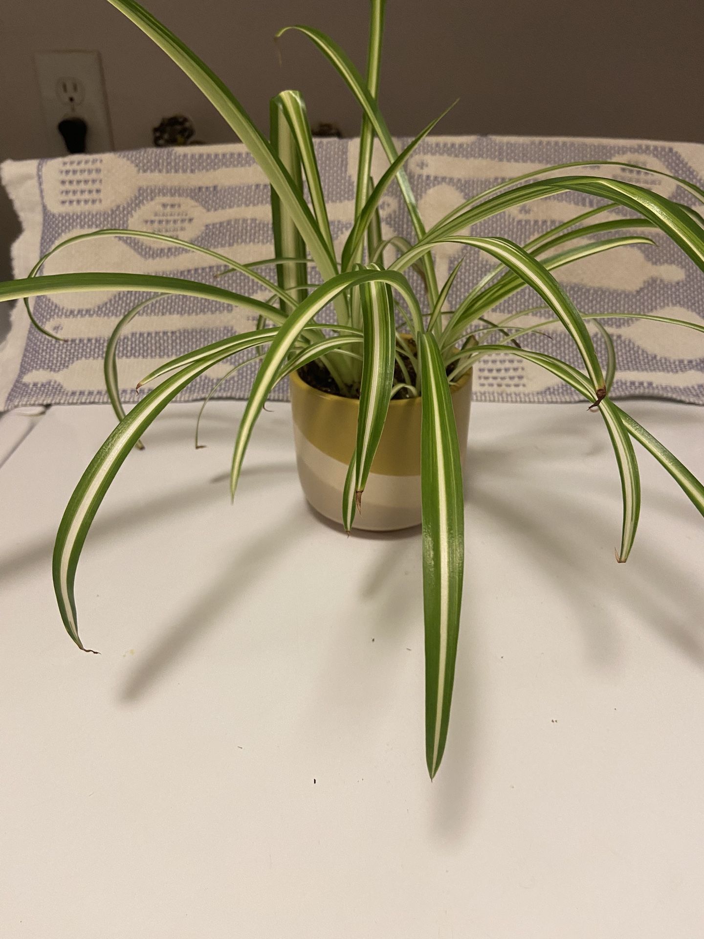 Spider Plant In Unique Glazed Ceramic Pot