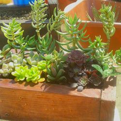 Succulent Arrangements