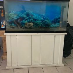 100 G Fish Tank 