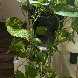 3 pack Live pothos house plant with 3 tiers stand plants and 1 grow lights
