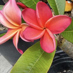 Waimea Plumeria Tropical Plants