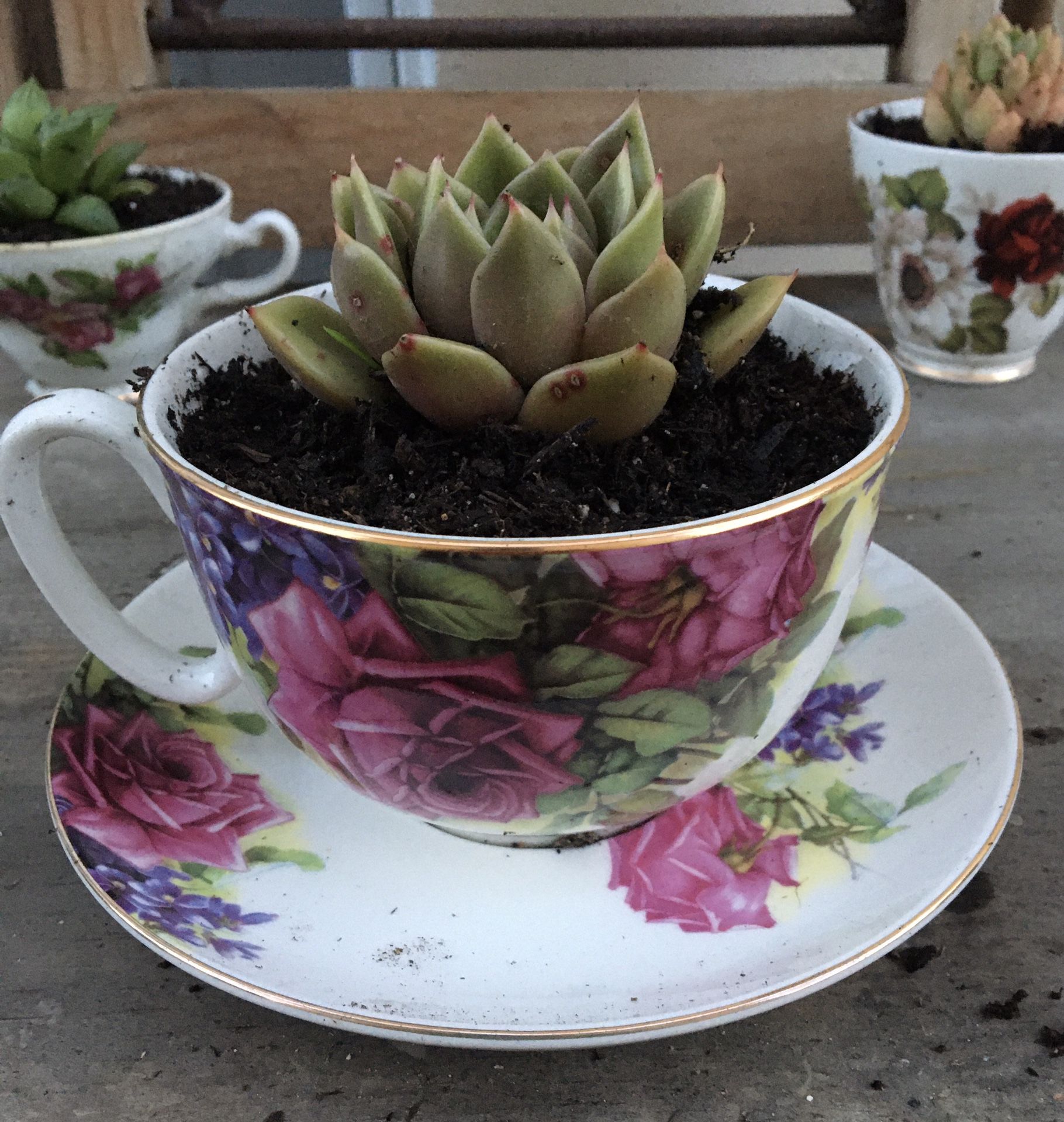 Large Tea Cup Succulent