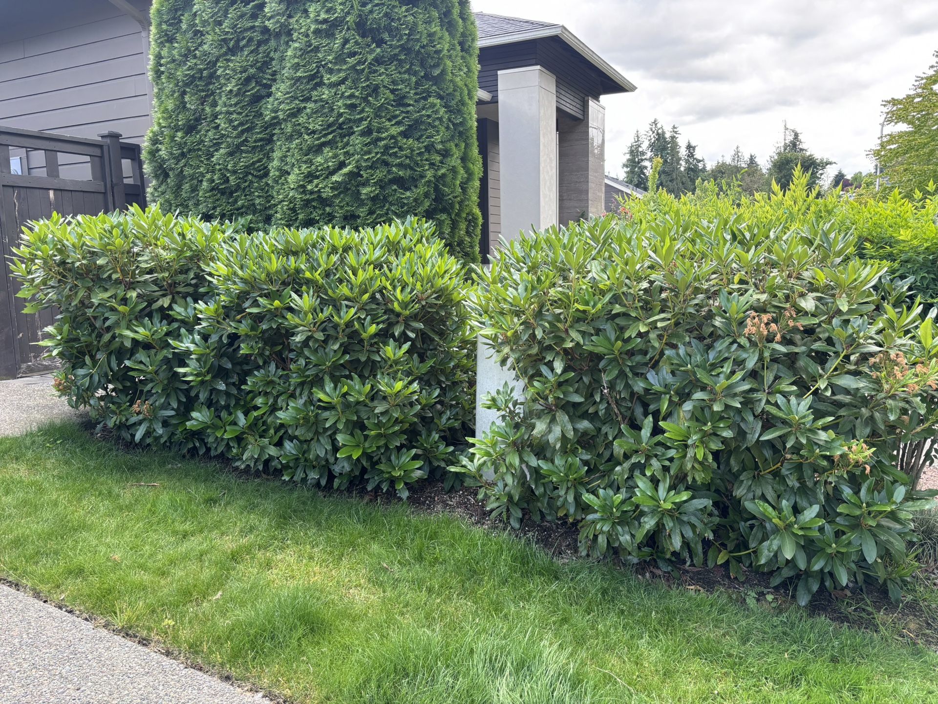 FREE Rhododendrons