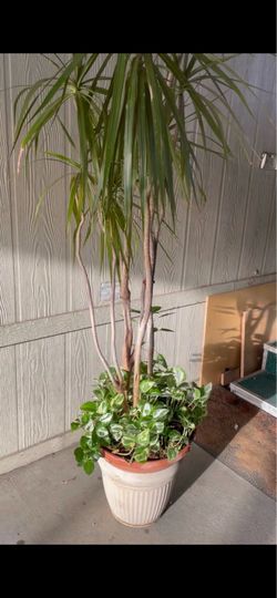 Planta Alta a la venta $35