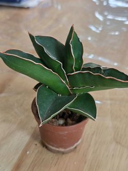 Sansevieria dwarf