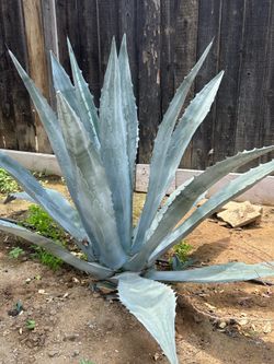 Maguey azul o americano