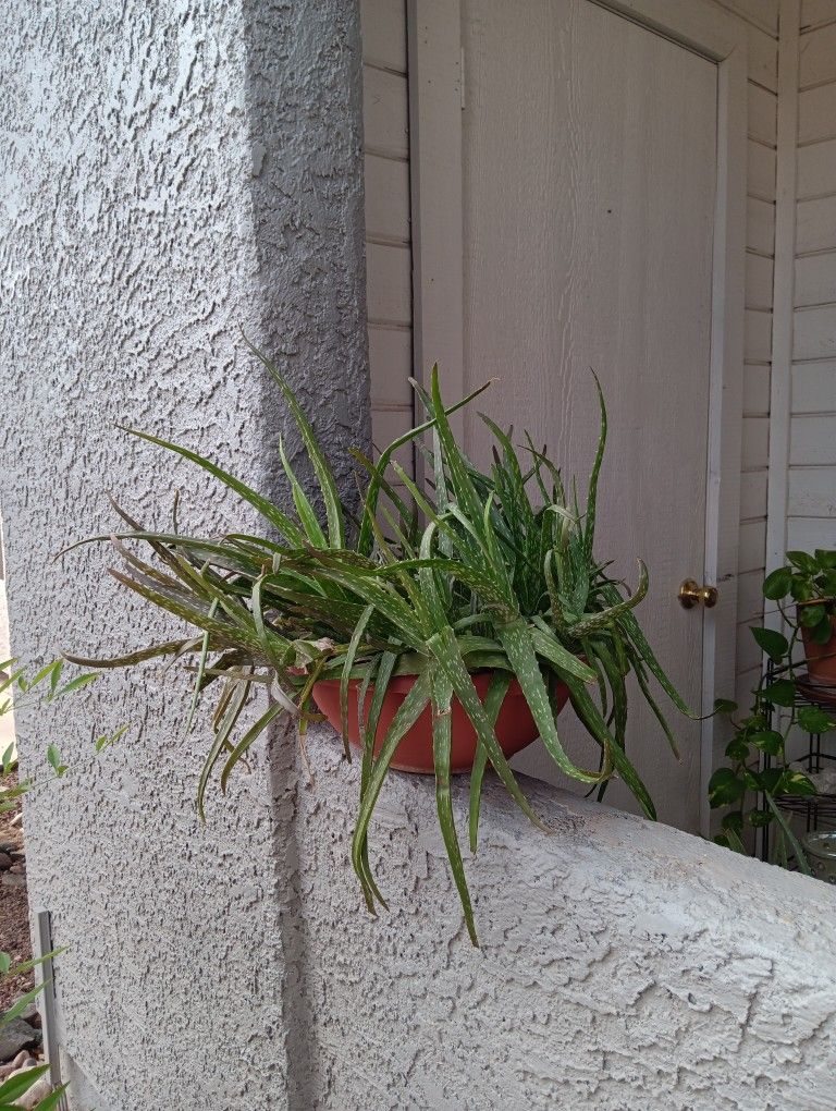 Aloe Vera with Plastic Terra Cotta Pot