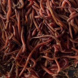 Red Wiggler Live Worms, Composting Worms for Vermiculture/Composting or pet food protein