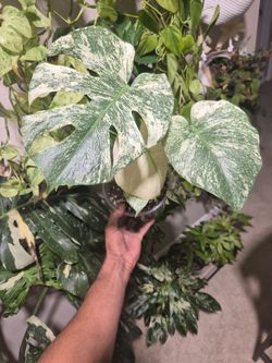Monstera Mint