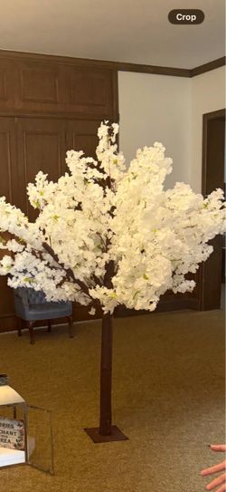 Cherry blossom tree