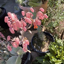 HUGE “ Lavender Scallops “ Kalanchoe