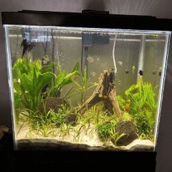 Ready Aquarium Setup - Explore Amazing Water Life hear article