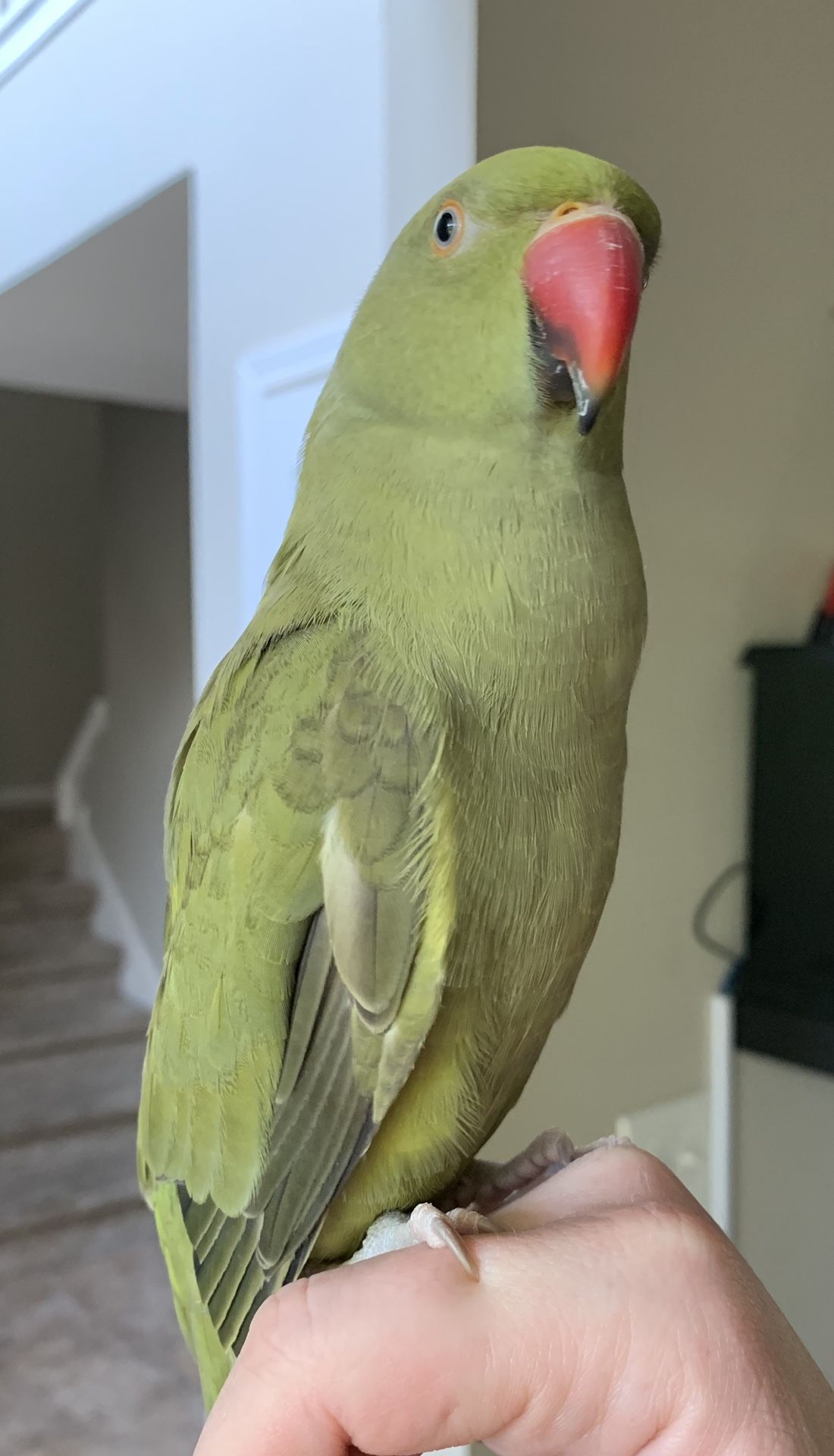 Female Indian Ringneck Parrot