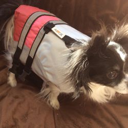 Dog Life Jacket 