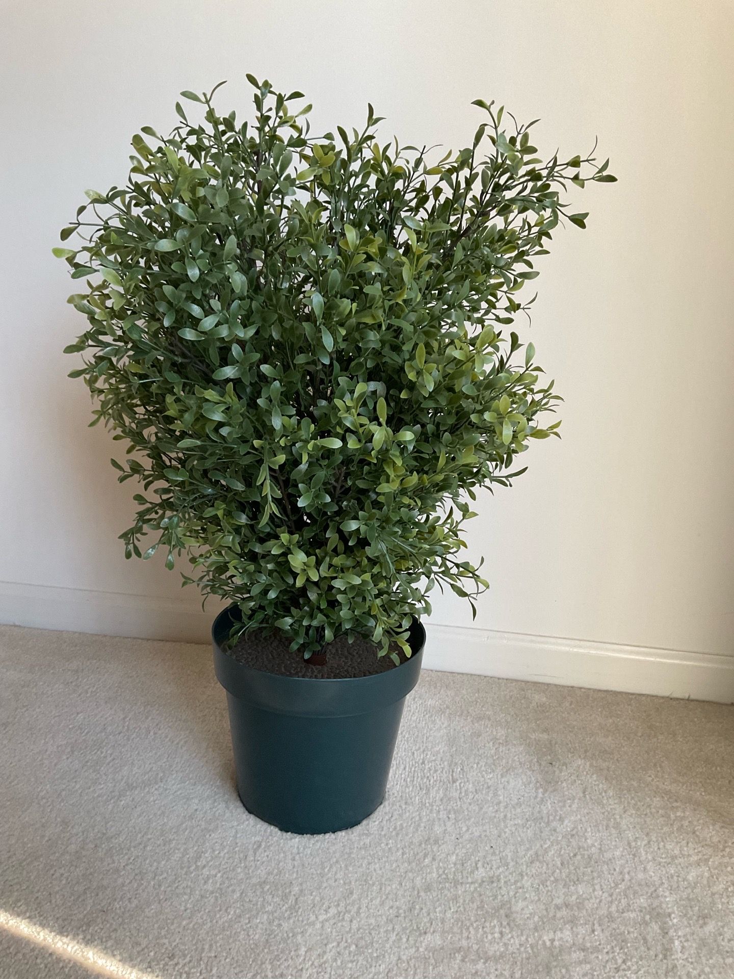 Boxwood Topiary - 32 inches tall , $40