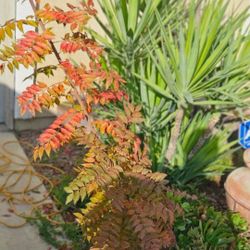 Taller Tha. 4ft.  Is Asleep About To Wake Up.  Time To Plant.