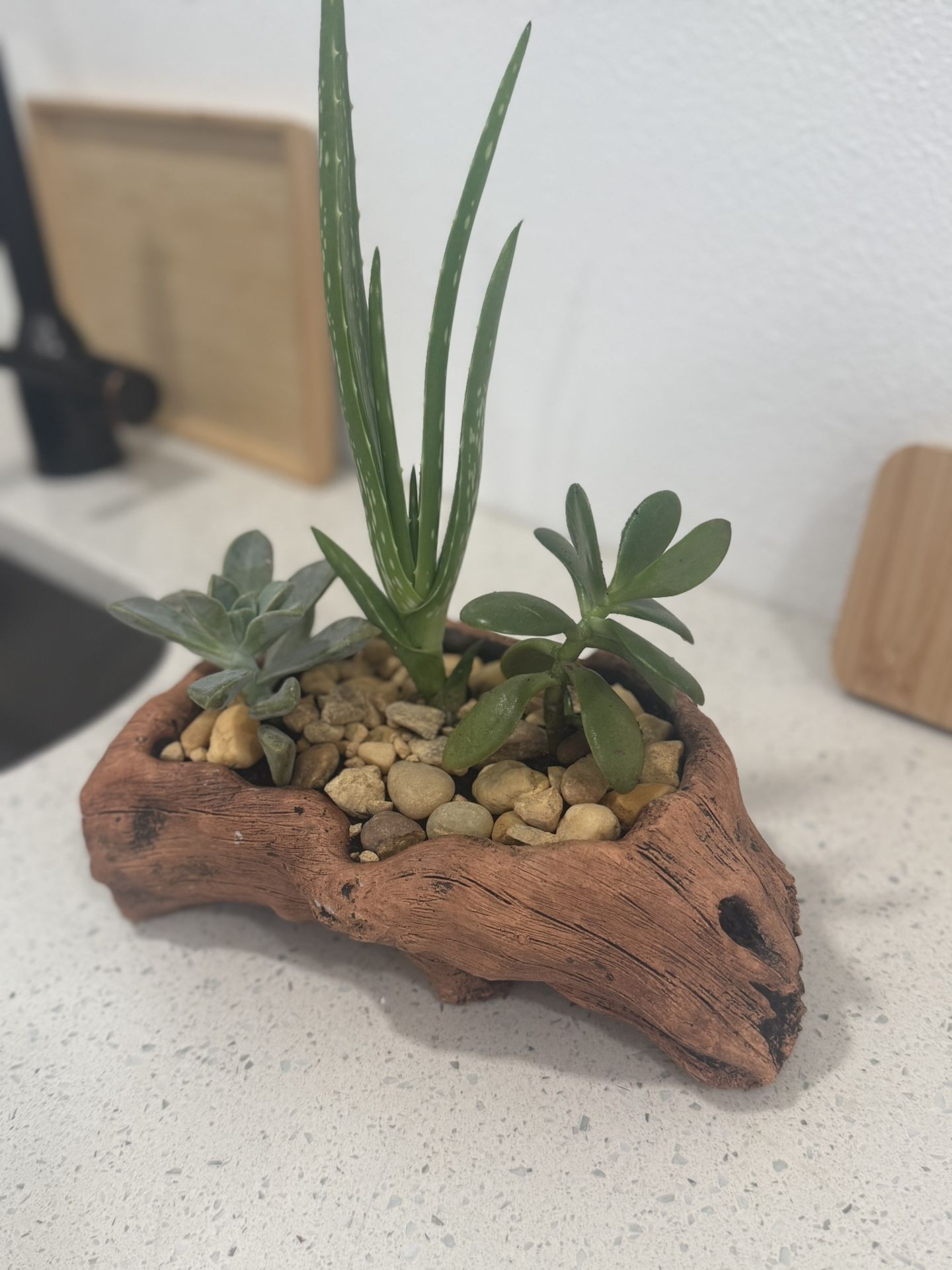 Succulent Arrangement 