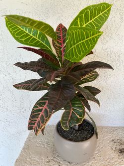 Croton Plant