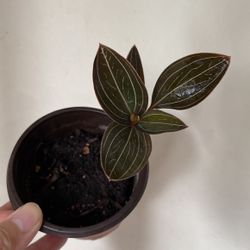 Beautiful Plant