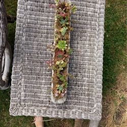 Succulent Arrangement