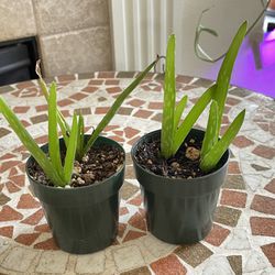 Aloe Vera Plants In 2-inch Nursery Pots