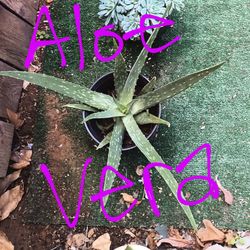 Organic Aloe Vera Plants. No Pesticides Ever.