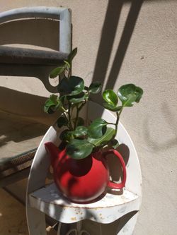 Red Ceramic Teapot with Live Plant Pilea