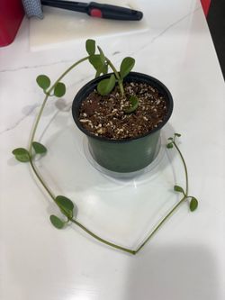 Hope Peperomia