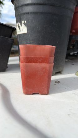 2 inch pots