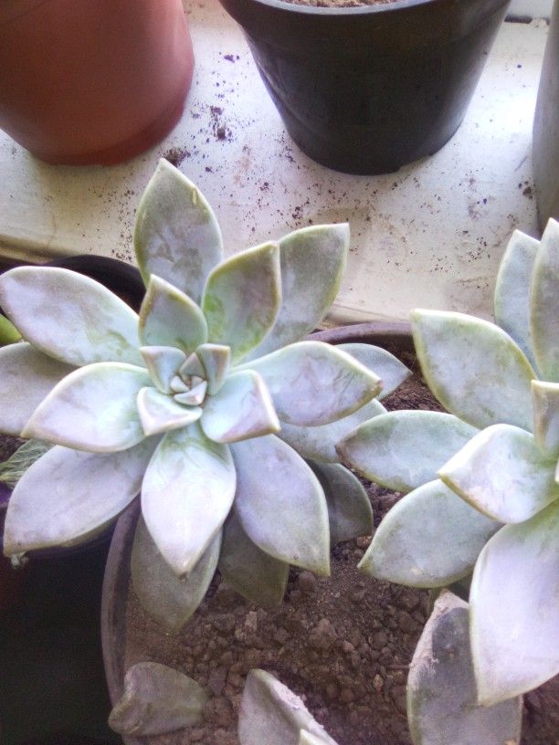 Succulents Blue Ghost 