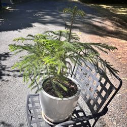 Norfolk Island Pine (Little Holiday Tree)