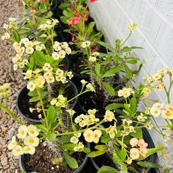 Coronas de cruz 1 Gallon