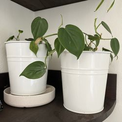 Small Philodendron Plant