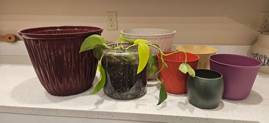 Mixed Plastic Plant Pots Set of 5 and house plant