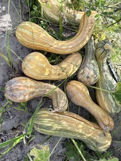 Calabaza Cubana/ Cuban Squash