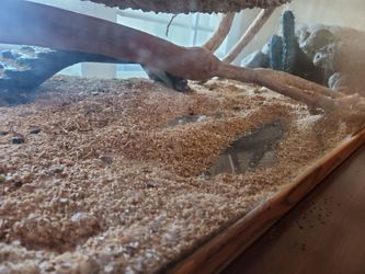 Lizard habitat
