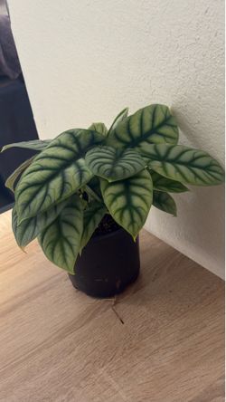 Alocasia Silver dragon