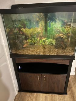 65 gallons aquarium