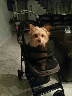 Doggy stroller