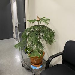 Indoor House Plant Pine Tree 
