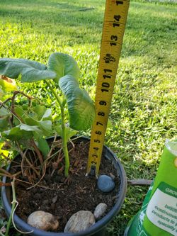 Hierba Santa "clanepa" on 3 or 4 gallon pot.