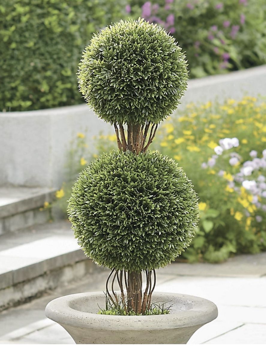 Double Ball Topiary