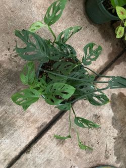 Swisscheese plant 6 in pot