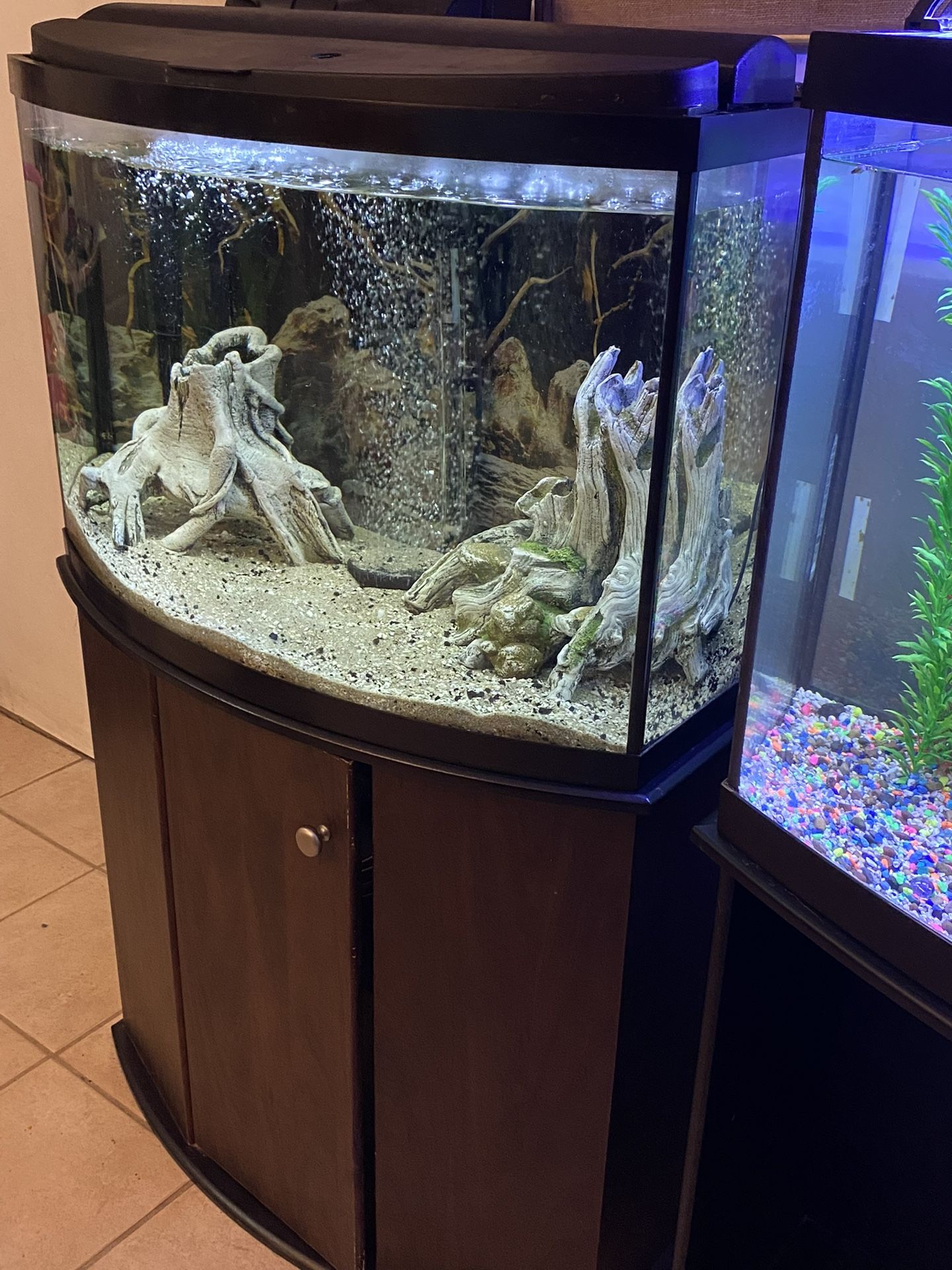 Planted Aquarium Setup 36 Gallon Fish Tank 36 Gallon Bow Front