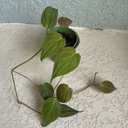 Philodendron Micans Plant 