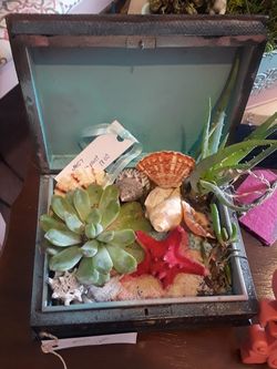 Succulent and fairy gardens