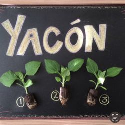YACON ORGANIC PLANTS ALL ORGANIC. 