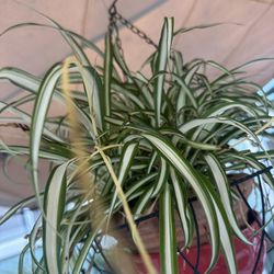 Spider Plant 