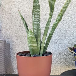 Snake Plant..